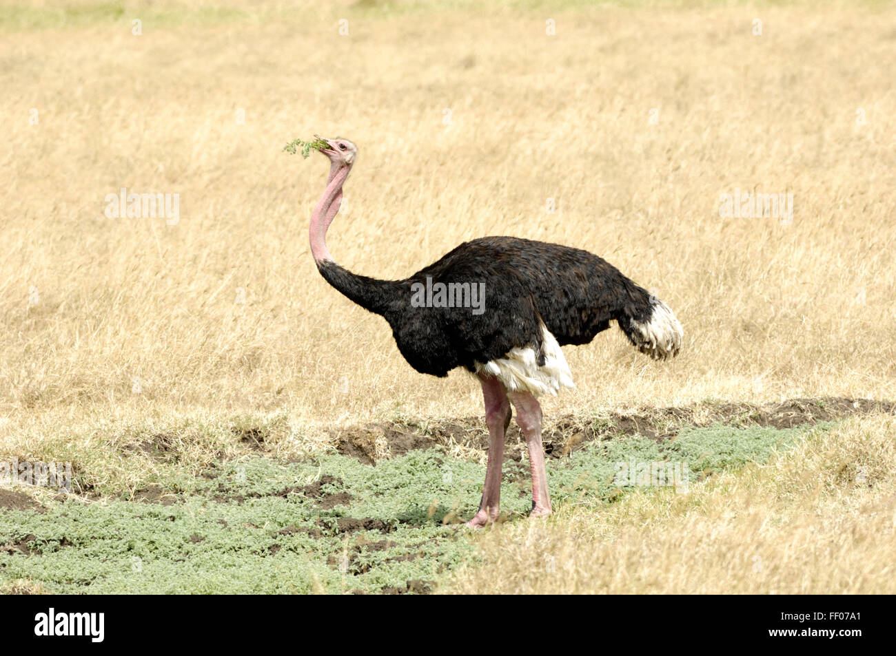 Ostrich nel cratere di Ngorongoro Foto Stock