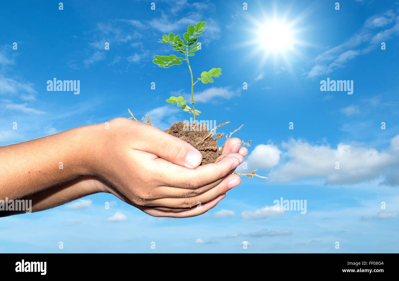 Pianta giovane nelle mani del bambino con il blu del cielo Foto Stock