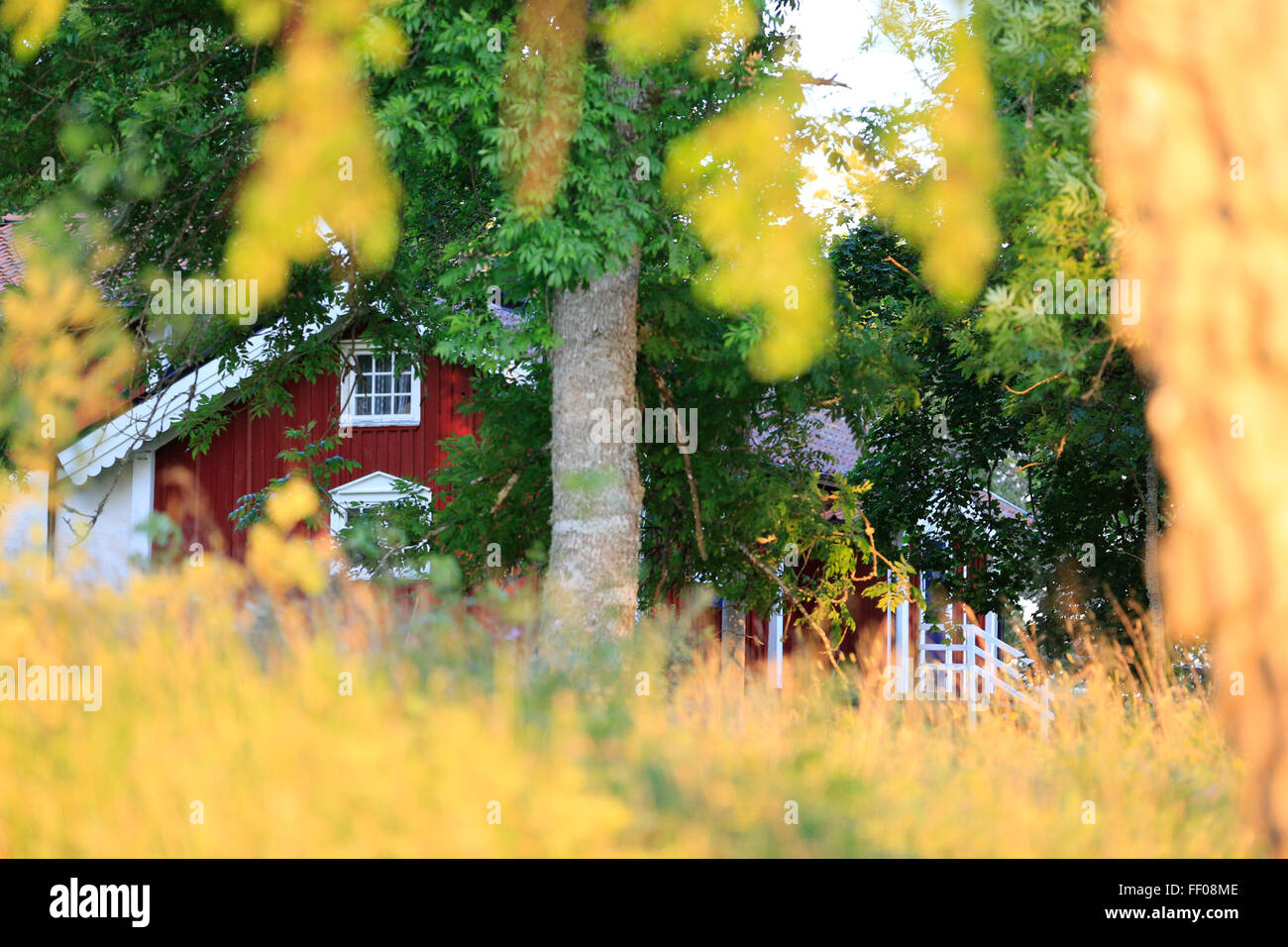 Una casa rossa parzialmente oscurata dagli alberi, con i tronchi d'albero visibili davanti. L'esterno rosso della casa contrasta con il verde del fogliame, offrendo una scena accogliente e pittoresca. La finestra è visibile, indicando uno spazio vissuto. Foto Stock Una casa rossa parzialmente oscurata dagli alberi, con i tronchi d'albero visibili davanti. L'esterno rosso della casa contrasta con il verde del fogliame, offrendo una scena accogliente e pittoresca. La finestra è visibile, indicando uno spazio vissuto. Foto Stock