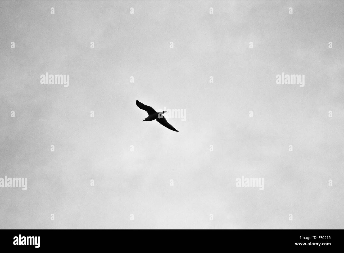 Un gabbiano che si libra nel cielo, con le ali allungate. La composizione minimalista evidenzia la grazia dell'uccello in volo contro il cielo aperto, simboleggiando la libertà e il movimento. Foto Stock