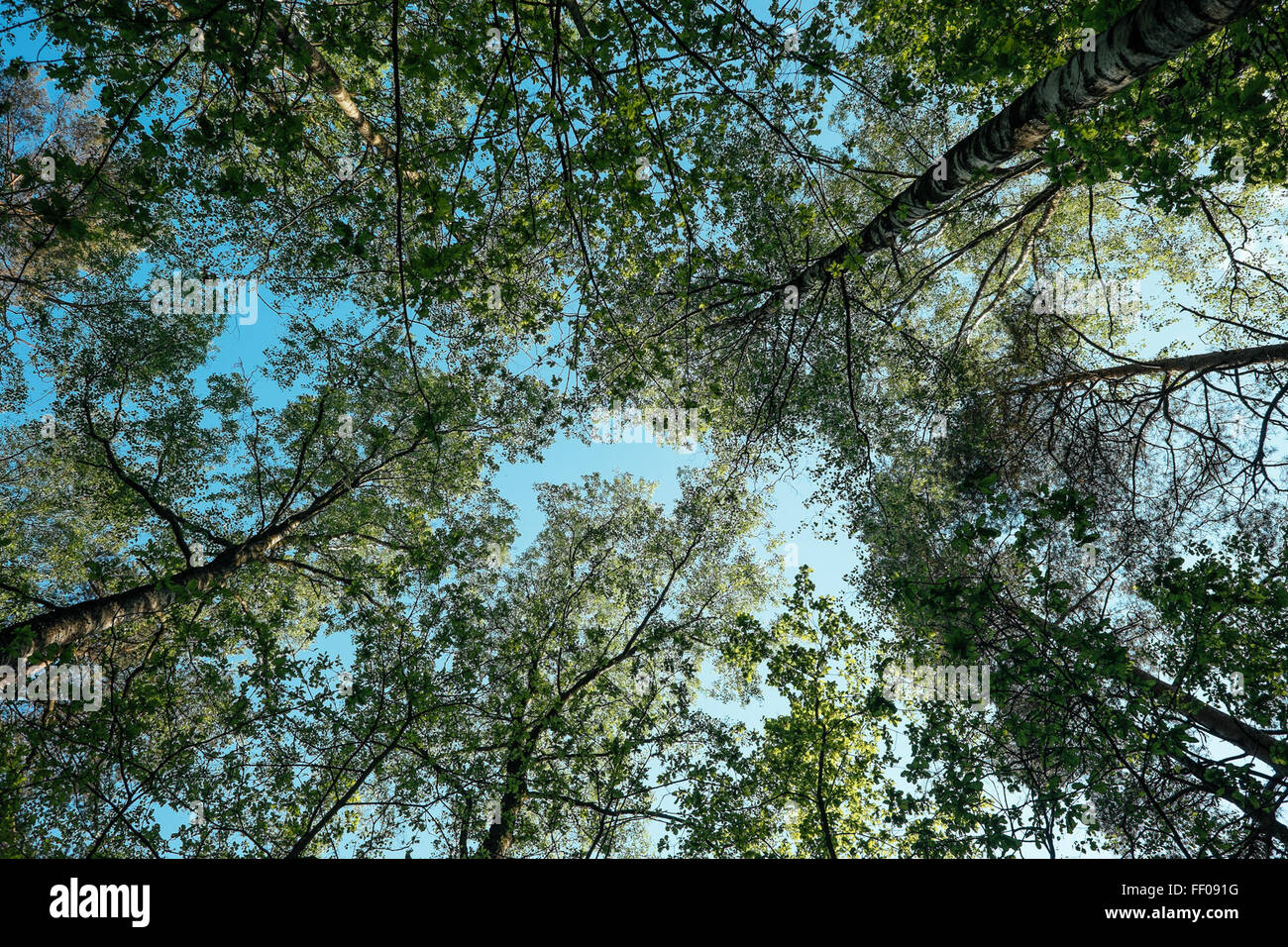 Una vista serena di un baldacchino di alberi con foglie verdi lussureggianti, che forniscono ombra e un senso di tranquillità. Lo sfondo è caratterizzato da un cielo azzurro limpido, che esalta l'ambiente tranquillo e naturale. Foto Stock