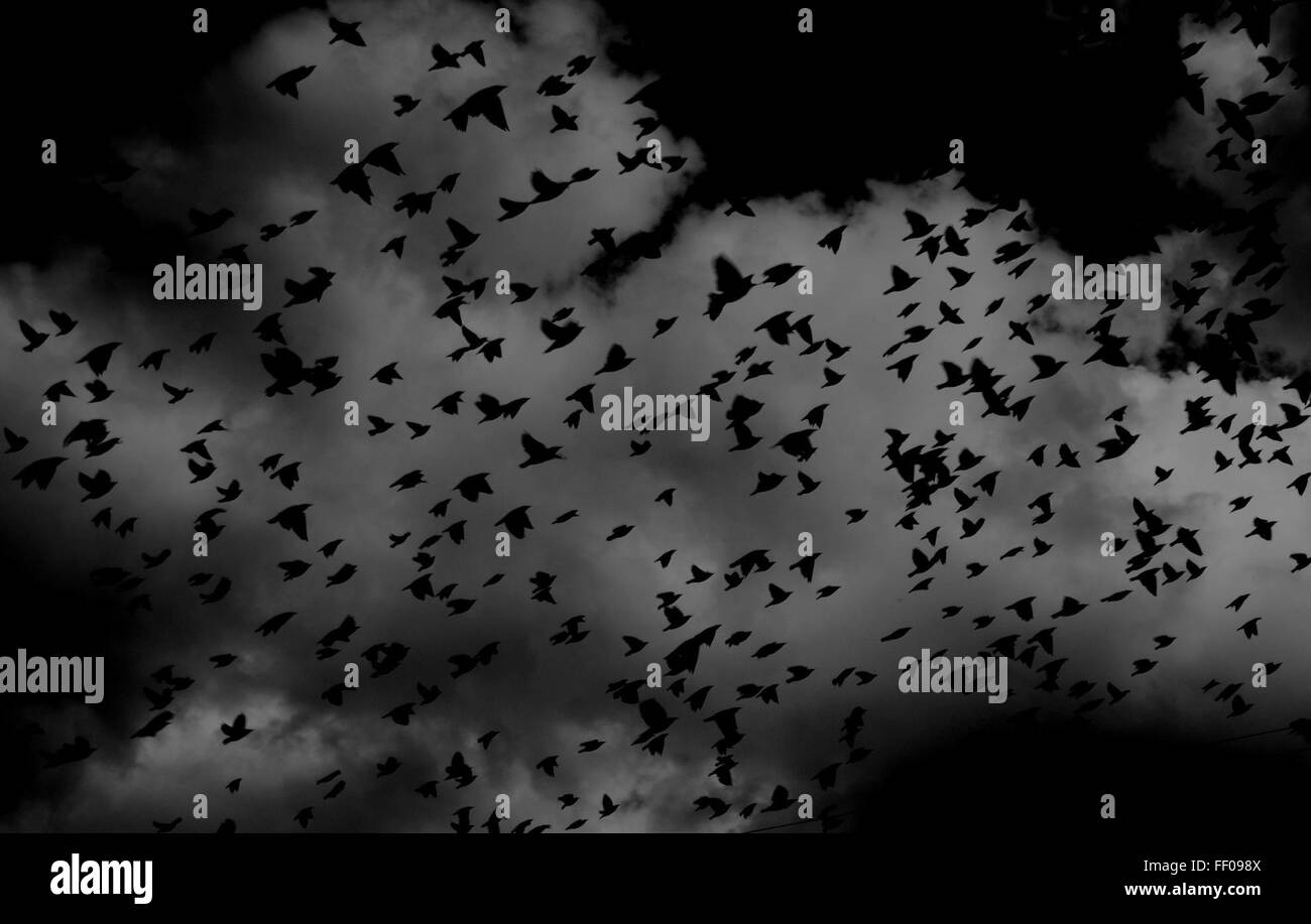Un gregge di uccelli catturati a metà volo contro un cielo nuvoloso. L'immagine monocromatica enfatizza il contrasto tra gli uccelli e lo sfondo. Foto Stock