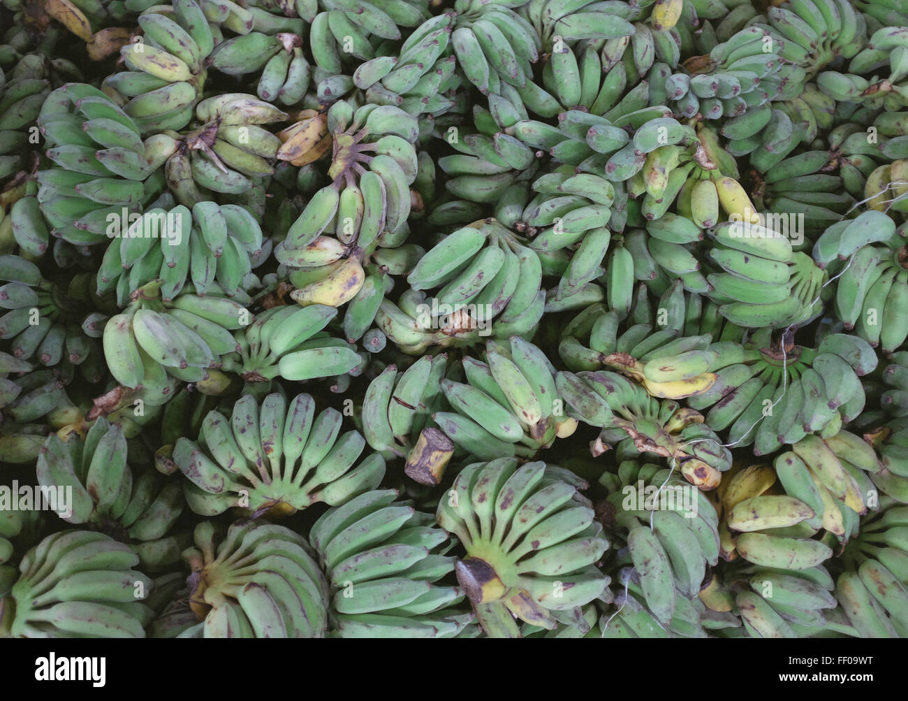 Un cespuglio di banane verdi disposte secondo un modello, che mostra la loro pelle ruvida e il valore nutrizionale che forniscono. Le banane verdi sono un frutto comune, noto per il loro contenuto di zucchero inferiore e per i livelli di amido più elevati rispetto alle banane mature. Foto Stock