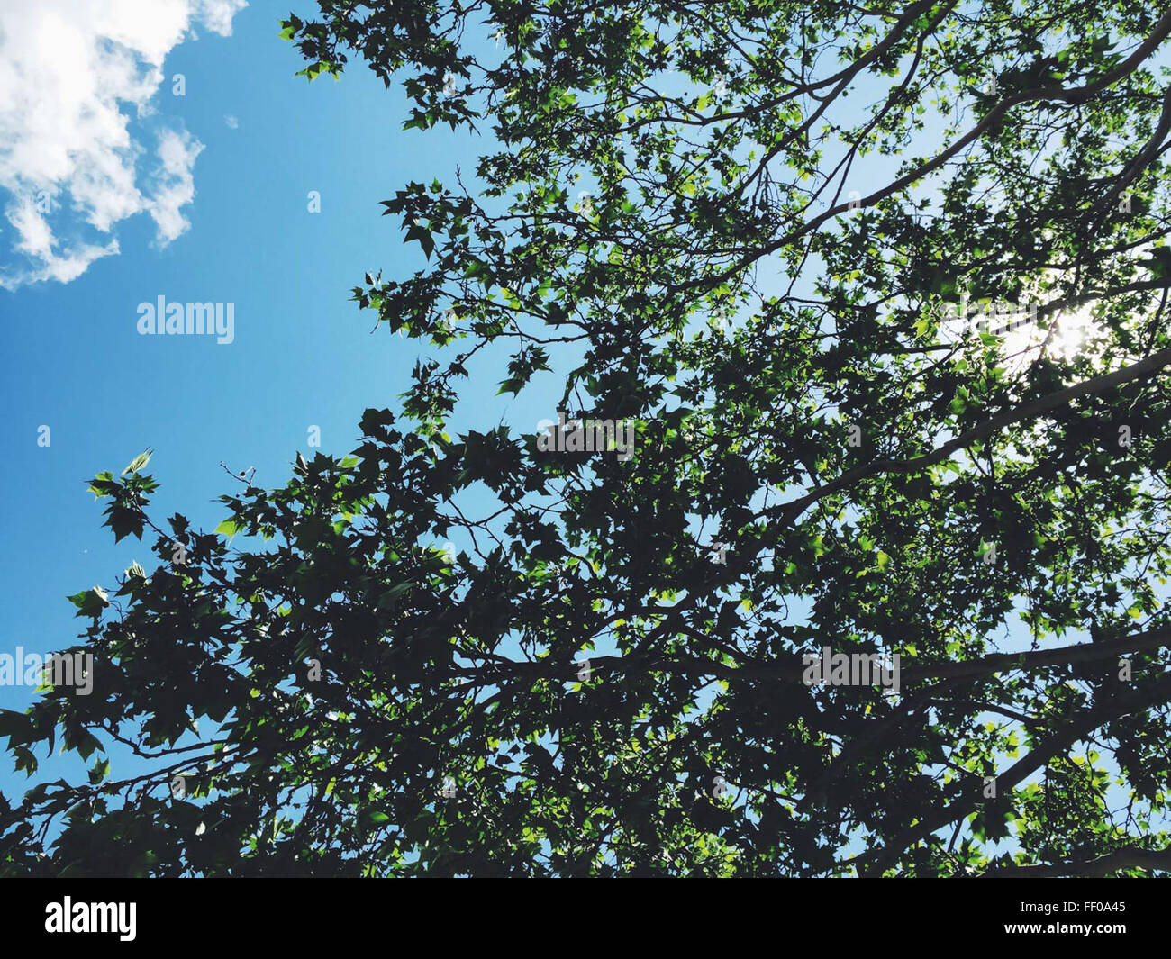 Un albero solitario contro un cielo azzurro limpido, con i suoi rami che si estendono verso l'esterno. Lo sfondo presenta un cielo luminoso e senza nuvole, che sottolinea la semplicità e la bellezza della forma dell'albero. Foto Stock