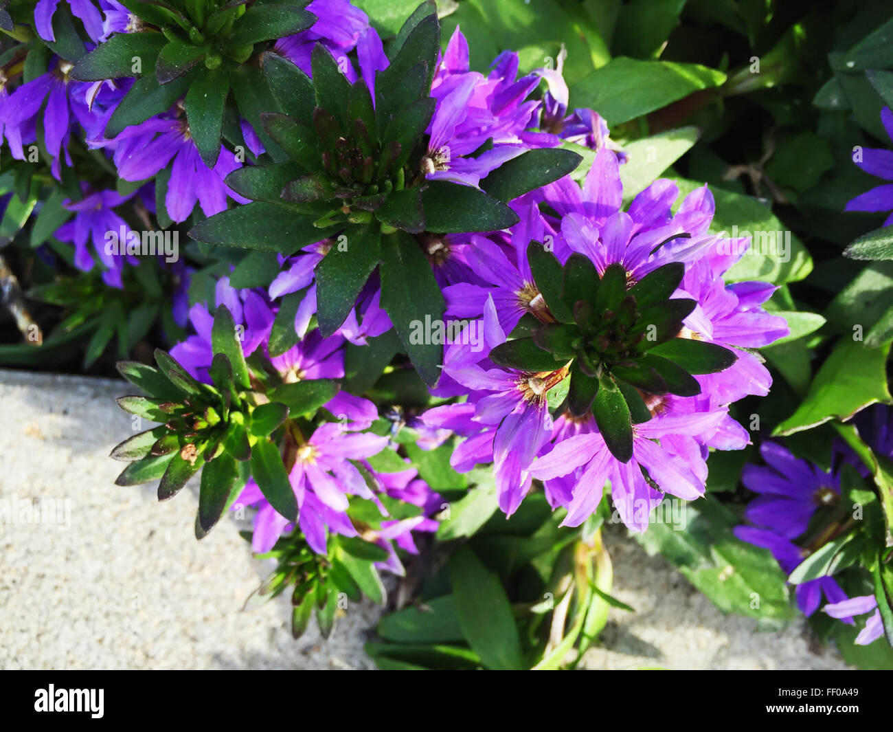 Pianta verde con fiori viola pianta verde con fiori viola Foto Stock