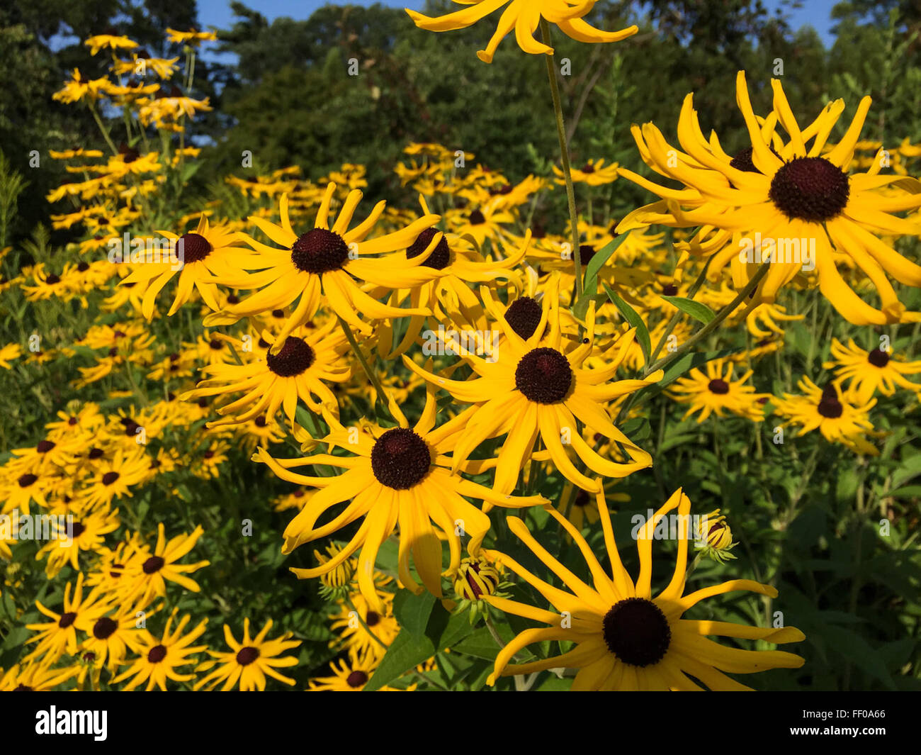 Un vivace gruppo di girasoli gialli in piena fioritura, i loro grandi petali e i gambi verdi che raggiungono il cielo. Questi fiori sono comunemente visti nei giardini e nei campi durante i mesi estivi. Foto Stock