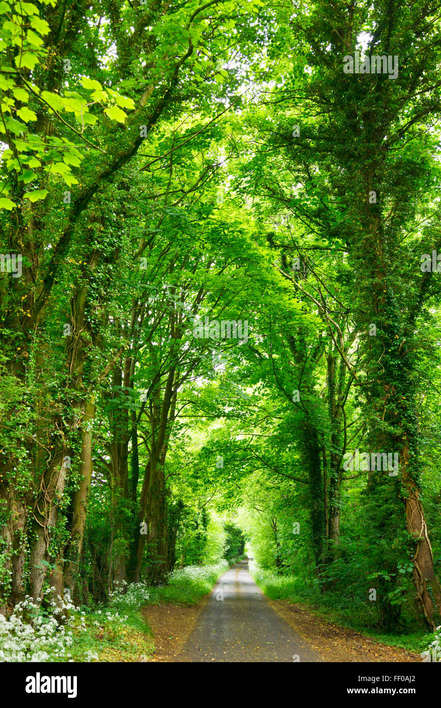 Strada Tree-Lined in posizione di parcheggio Foto Stock