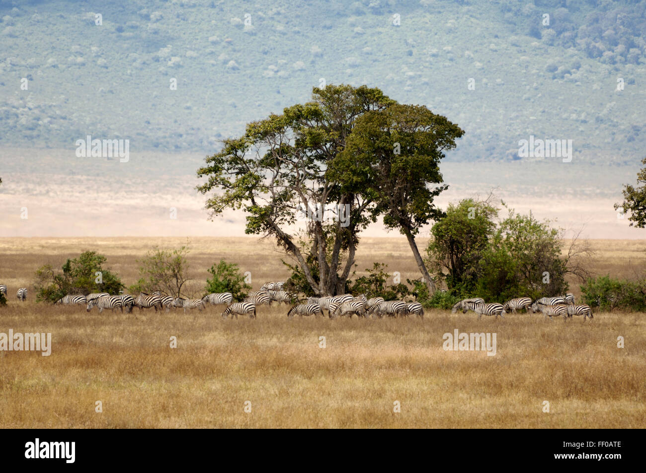 Zebra nel cratere di Ngorongoro Foto Stock