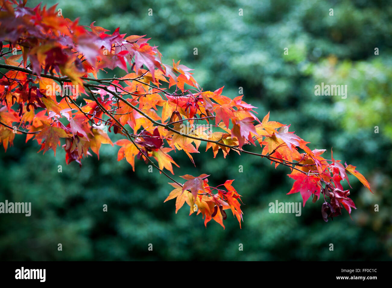 Foglie di Acer Foto Stock