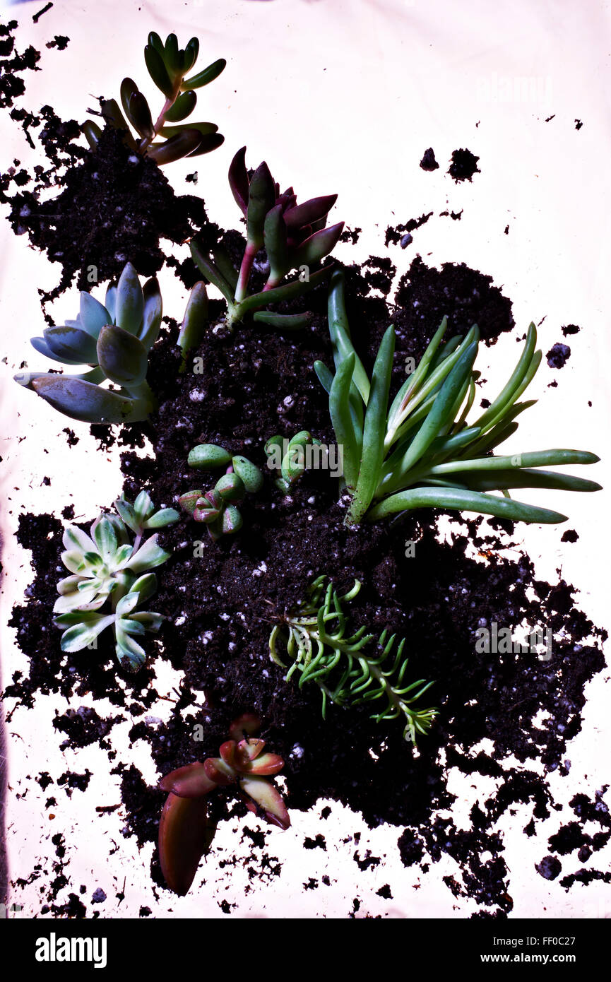 Guardare in basso sulle piante succulente e suolo su sfondo bianco Foto Stock
