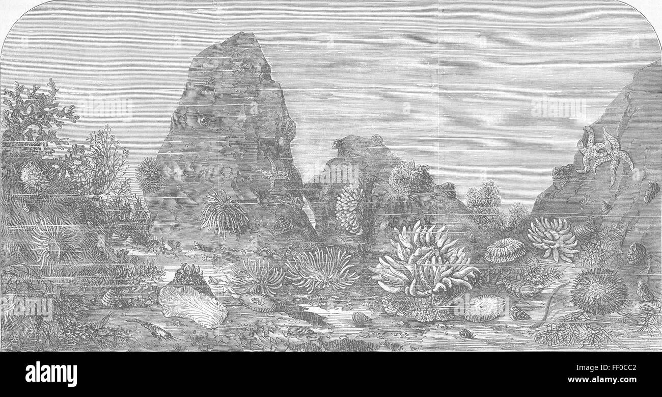 Londra animali marini, l'acquario, lo zoo, Regents Park 1853. Illustrated London News Foto Stock
