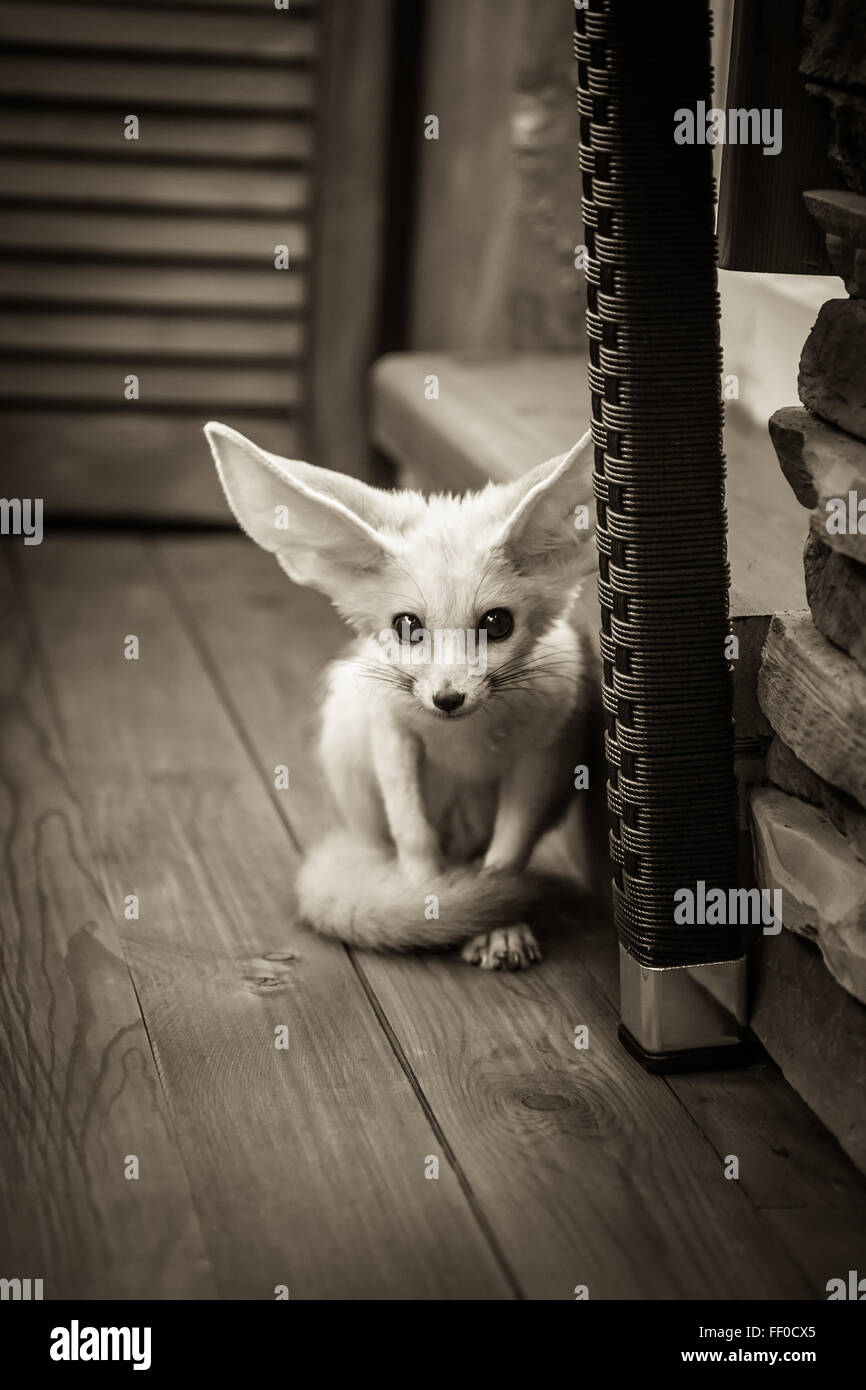 Cucciolo seduto sul pavimento in legno con ampia aprì gli occhi e orecchie a sventola Foto Stock