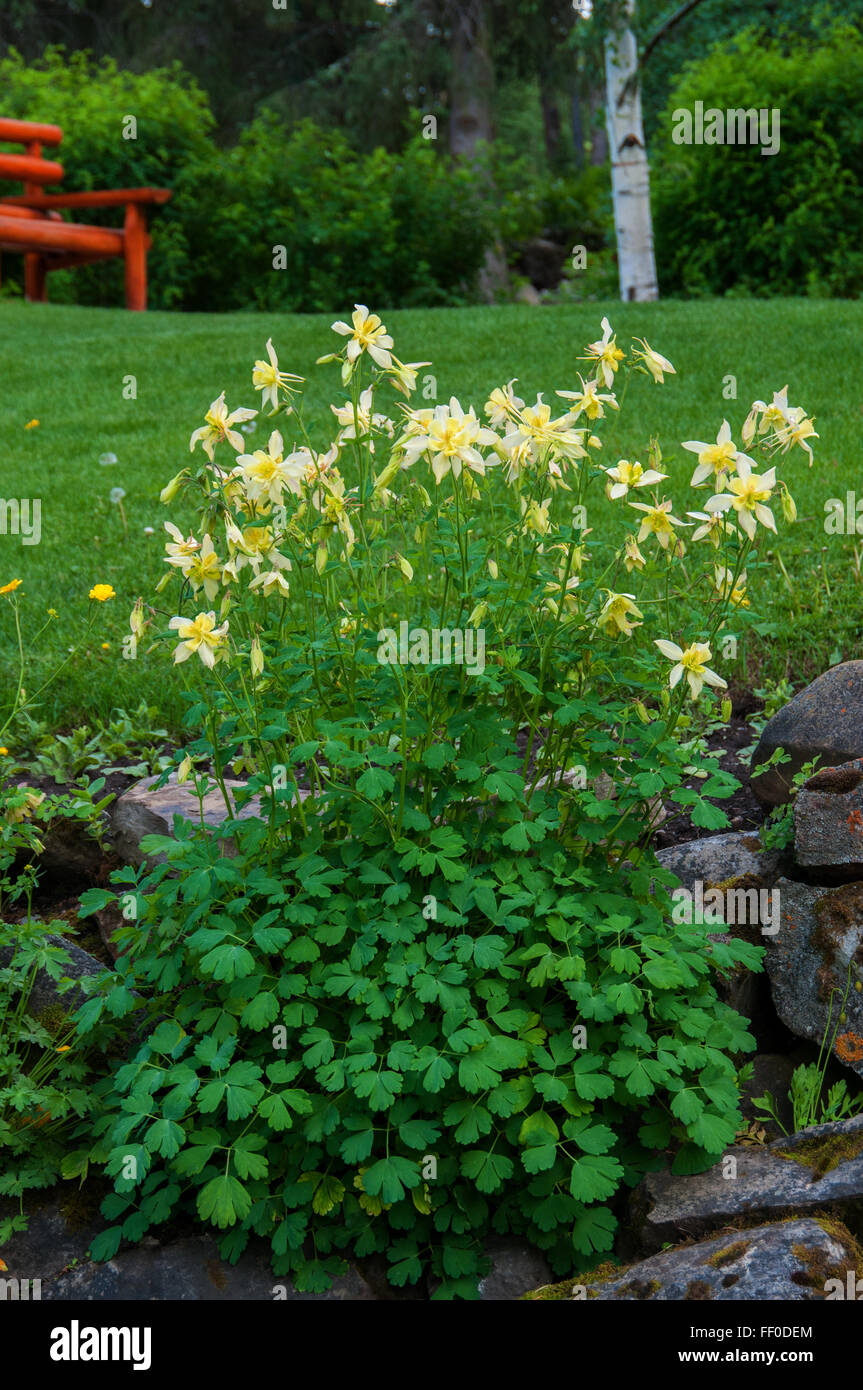 Di colore giallo chiaro, bianco, aquilegia alpina , Aquilegia chrysantha Foto Stock