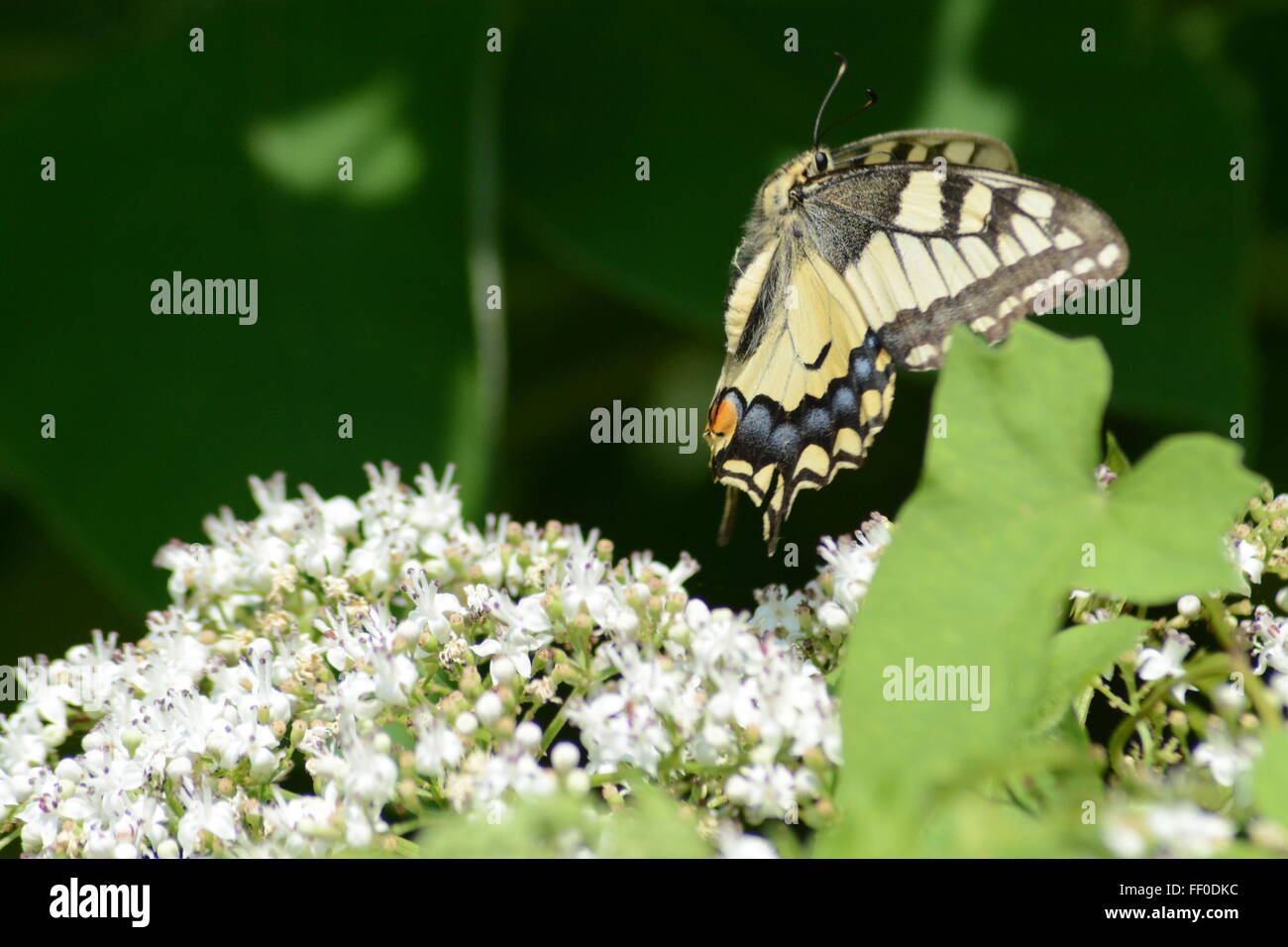 A coda di rondine (farfalla Papilio machaon) volare sopra i fiori bianchi in Grecia settentrionale Foto Stock
