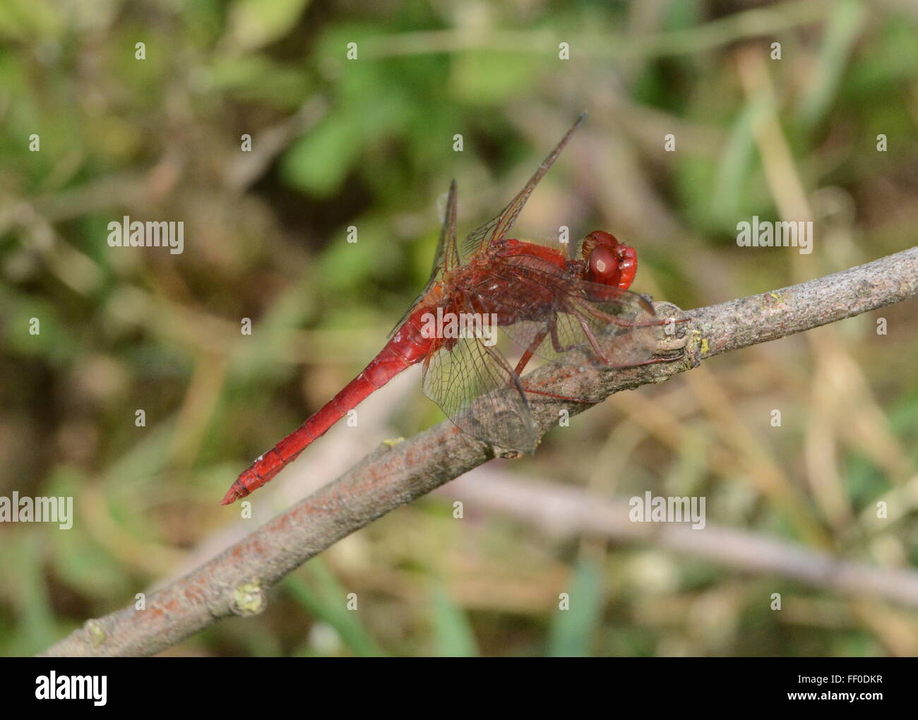 Ampia scarlet dragonfly (Crocothemis erythraea) nella Grecia settentrionale Foto Stock