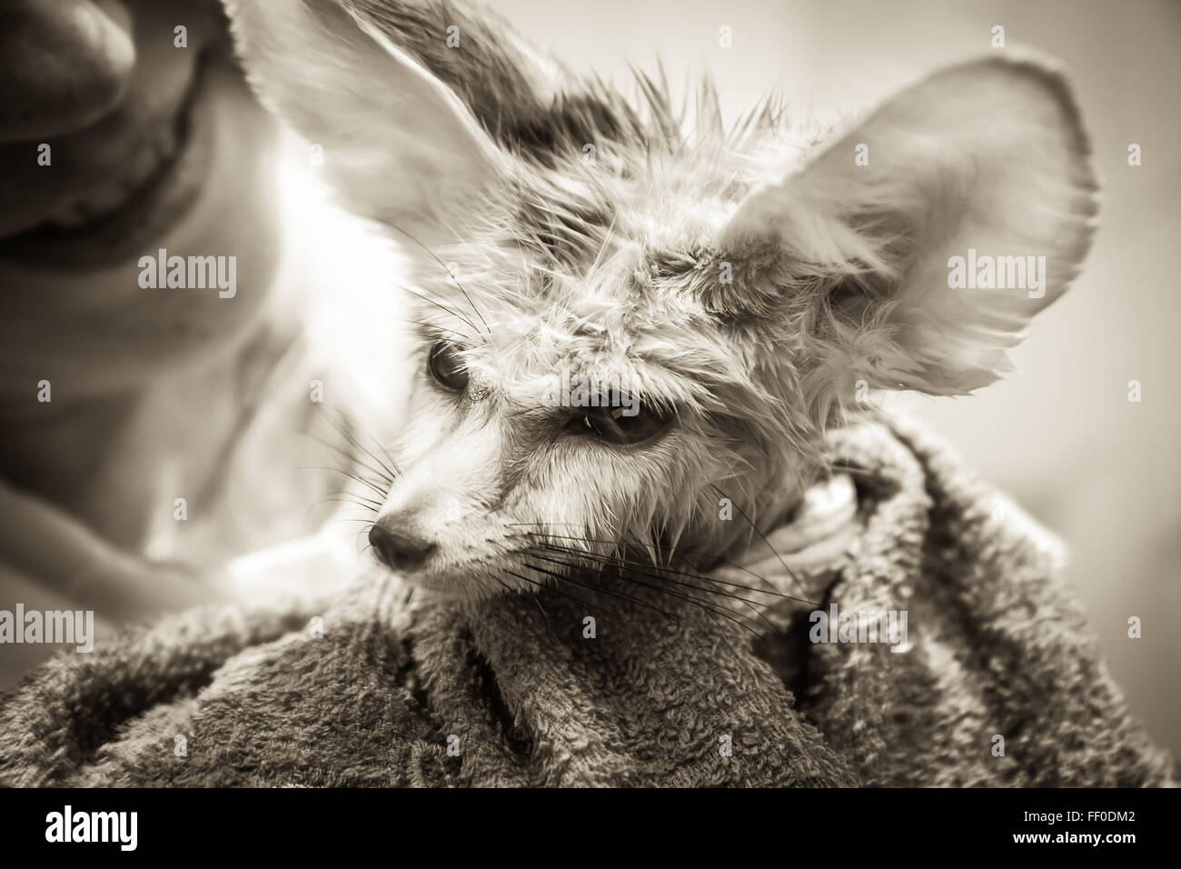 Funny disheveled cucciolo fennec fox con il suo proprietario sorridente sullo sfondo Foto Stock