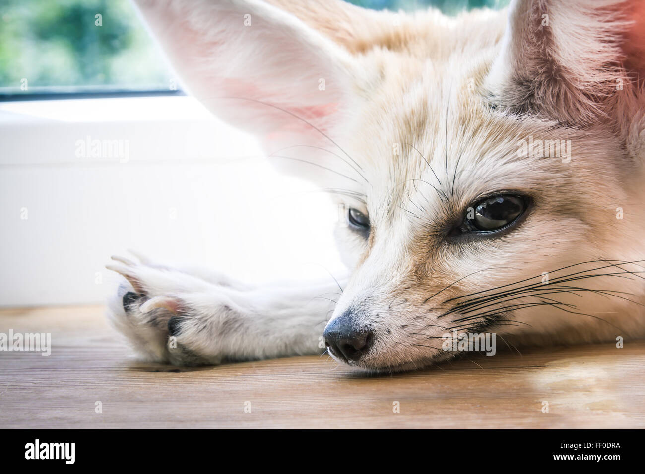 La separazione con un amico Foto Stock