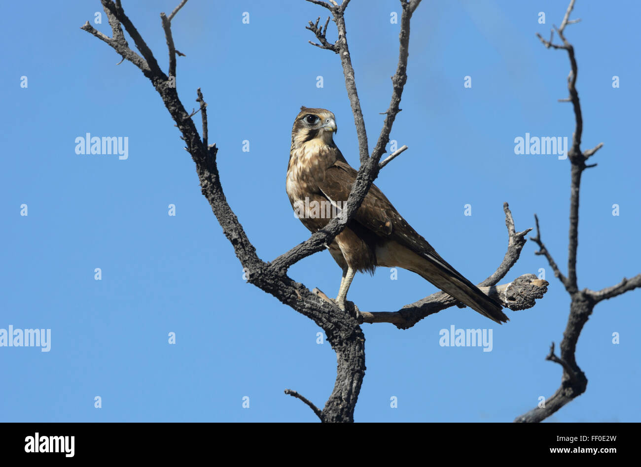 Brown Falcon (Falco berigora), Karumba, Queensland, Australia Foto Stock