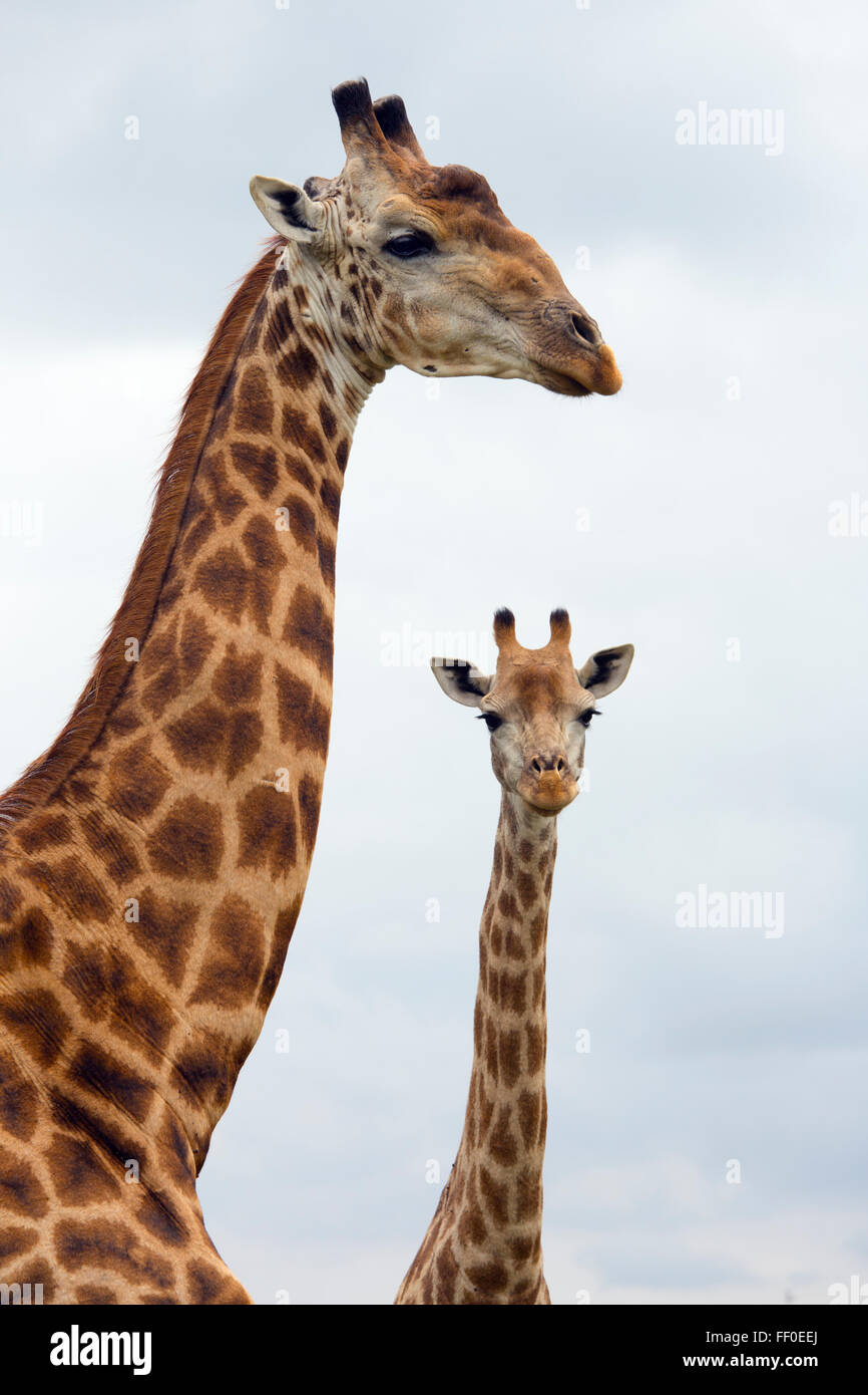 Un gruppo di Cape giraffa camelopardalis Giraffa Natal Sud Africa Foto Stock