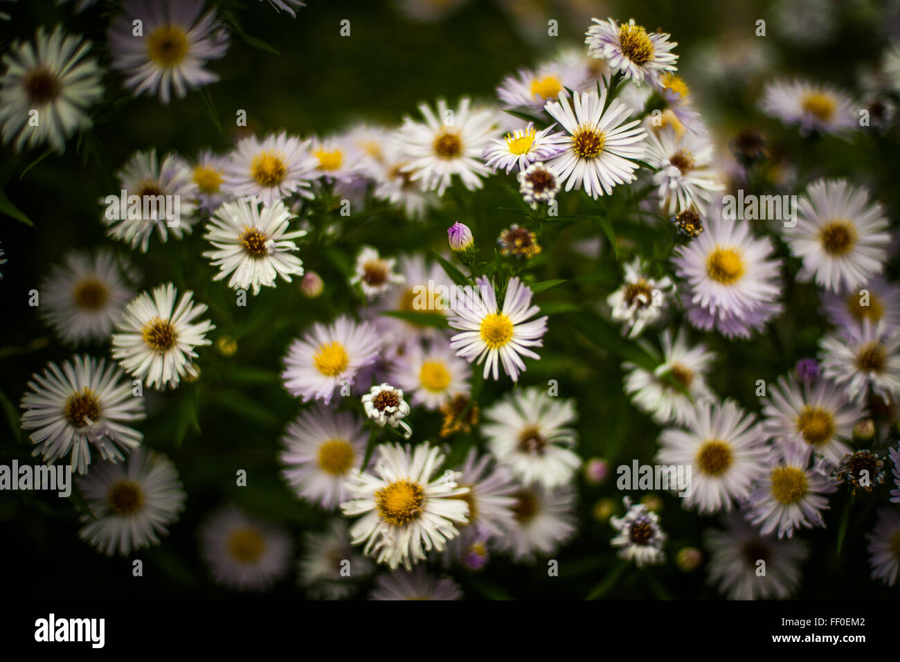 Dolce di fiori bianchi in un parco di Londra, Inghilterra Foto Stock