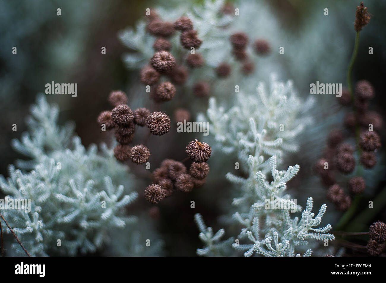 Autunno/Inverno flora nel parco di Londra, Inghilterra Foto Stock