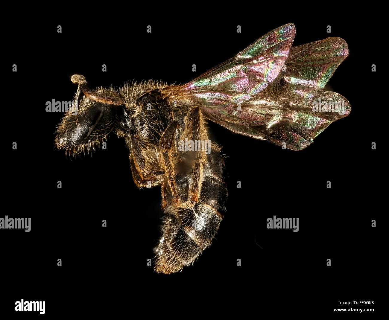 Lasioglossum boreale, F, lato, NH, Coos County 2015-10-01-115720 ZS PMax UDR Foto Stock