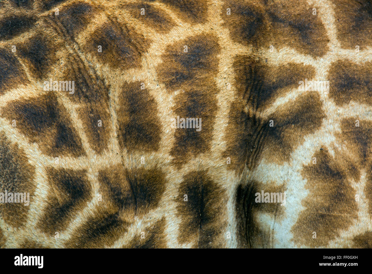 Cape giraffa camelopardalis Giraffa modello di rivestimento Foto Stock
