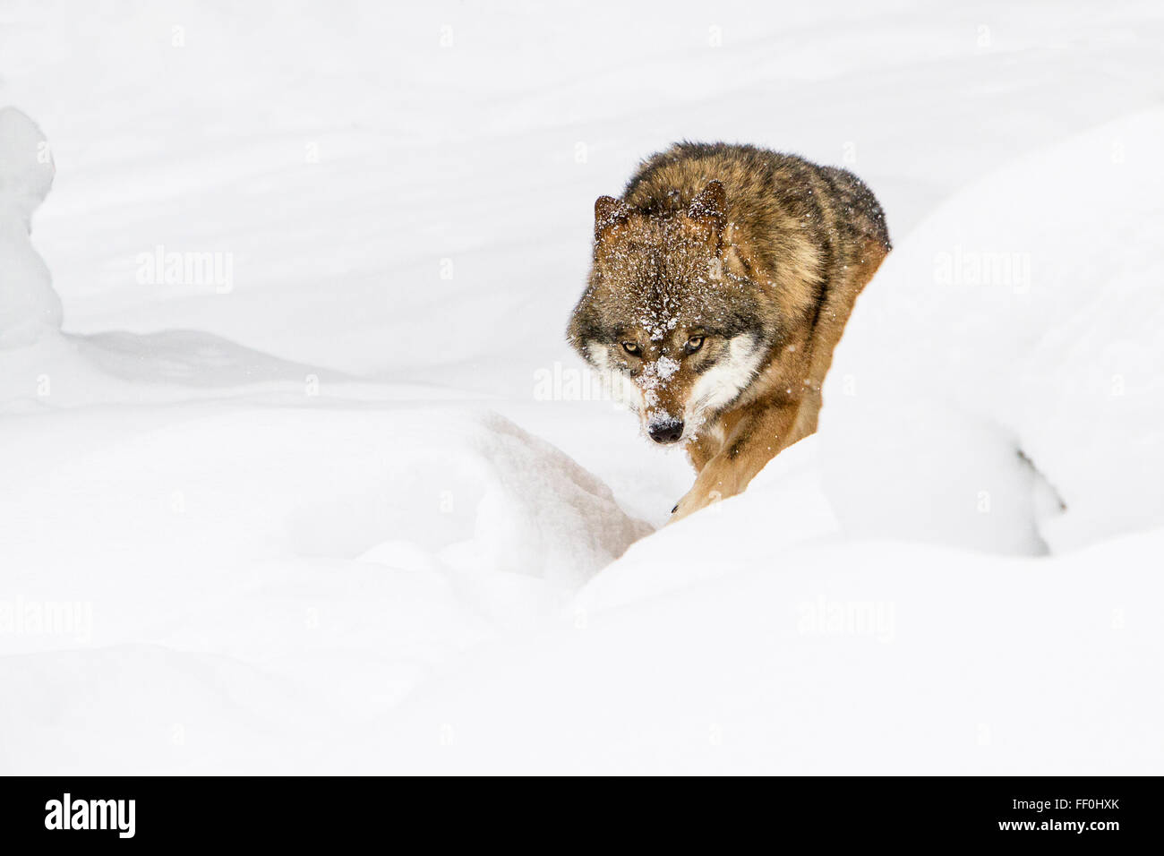 Unione lupo (Canis lupus lupus) passeggiate in un nevoso foresta bavarese a parco nazionale in Germania, Europa Foto Stock