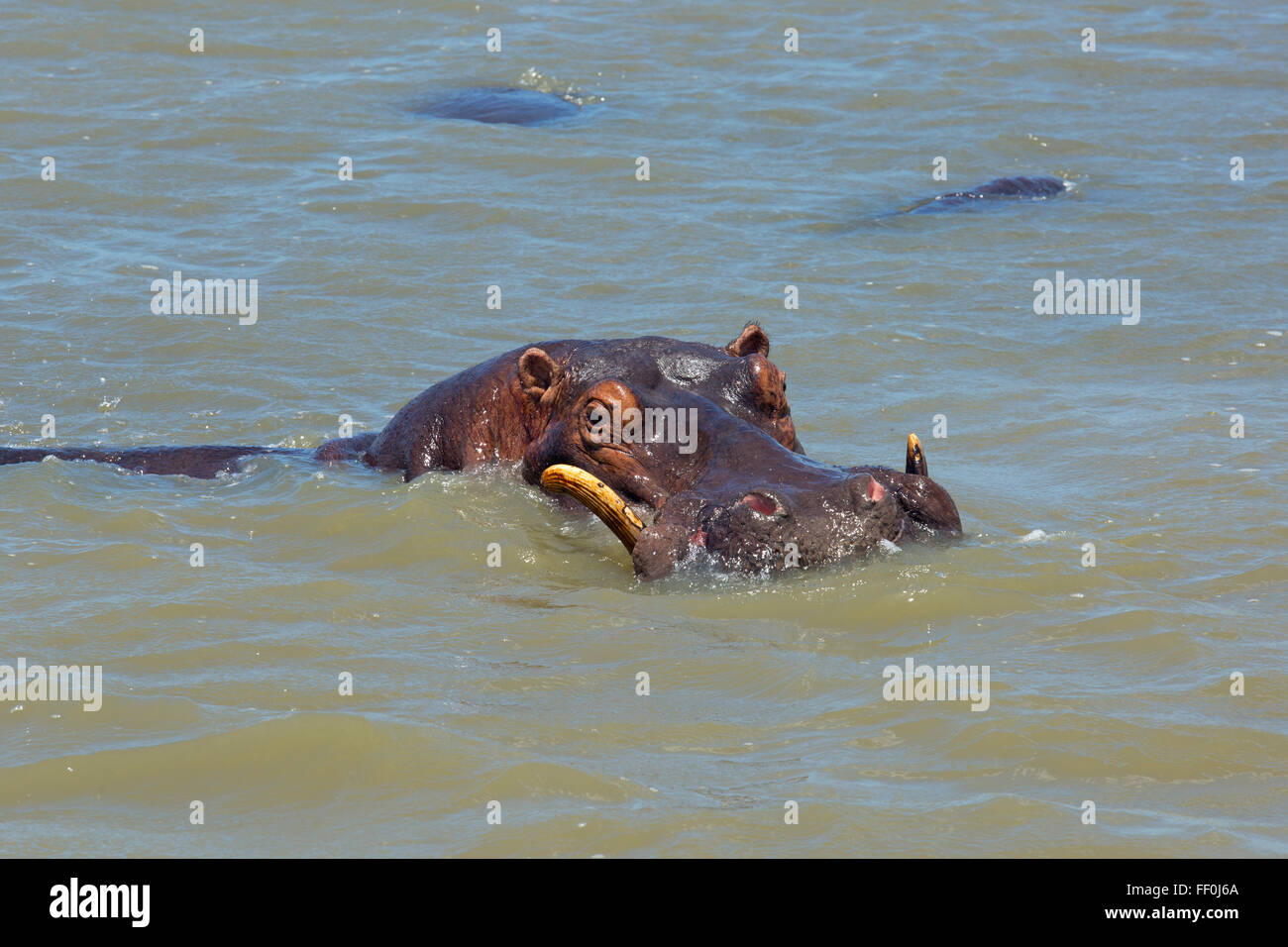 Hippopotamus Hippopotamus anfibio Foto Stock