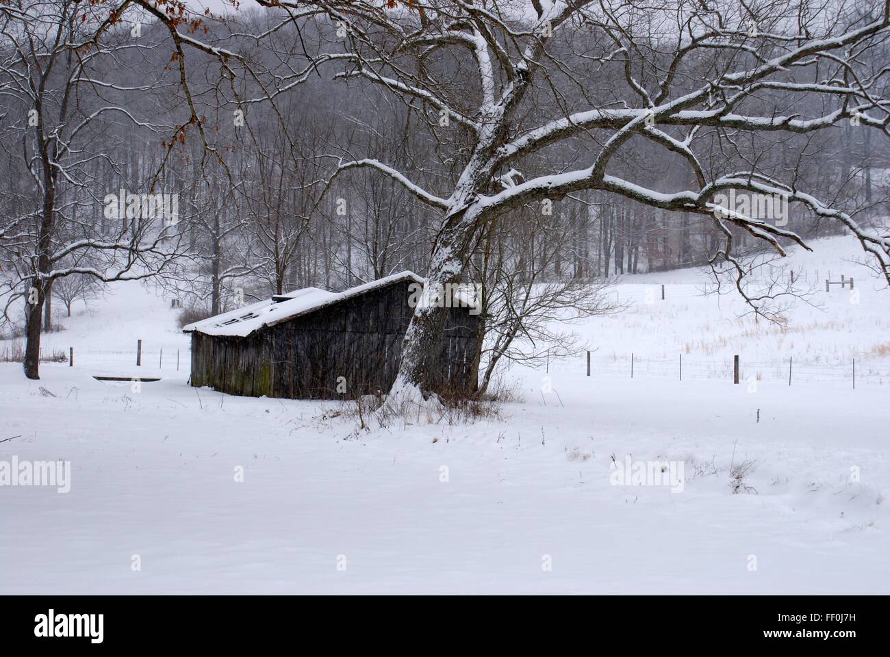Vecchio cadere fienile nel mezzo di un campo coperto di neve. Foto Stock