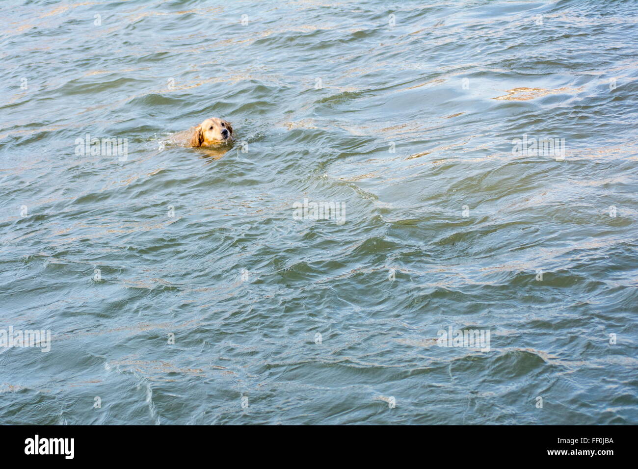Il golden retriever a nuotare in un fiume Foto Stock