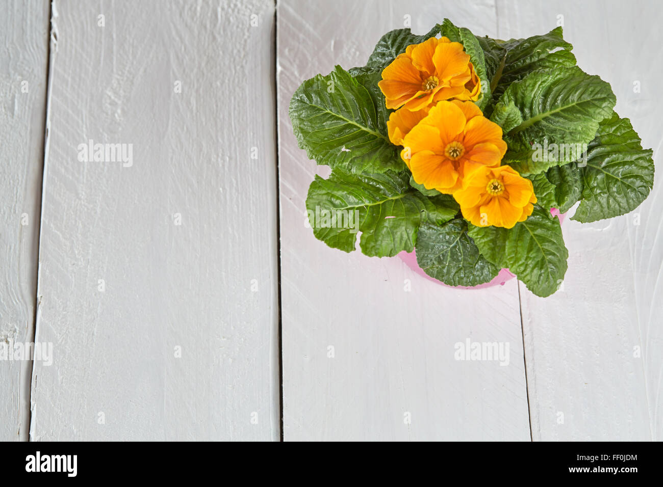 In primavera i fiori di petunia repot background sul tavolo bianco per copyspace Foto Stock