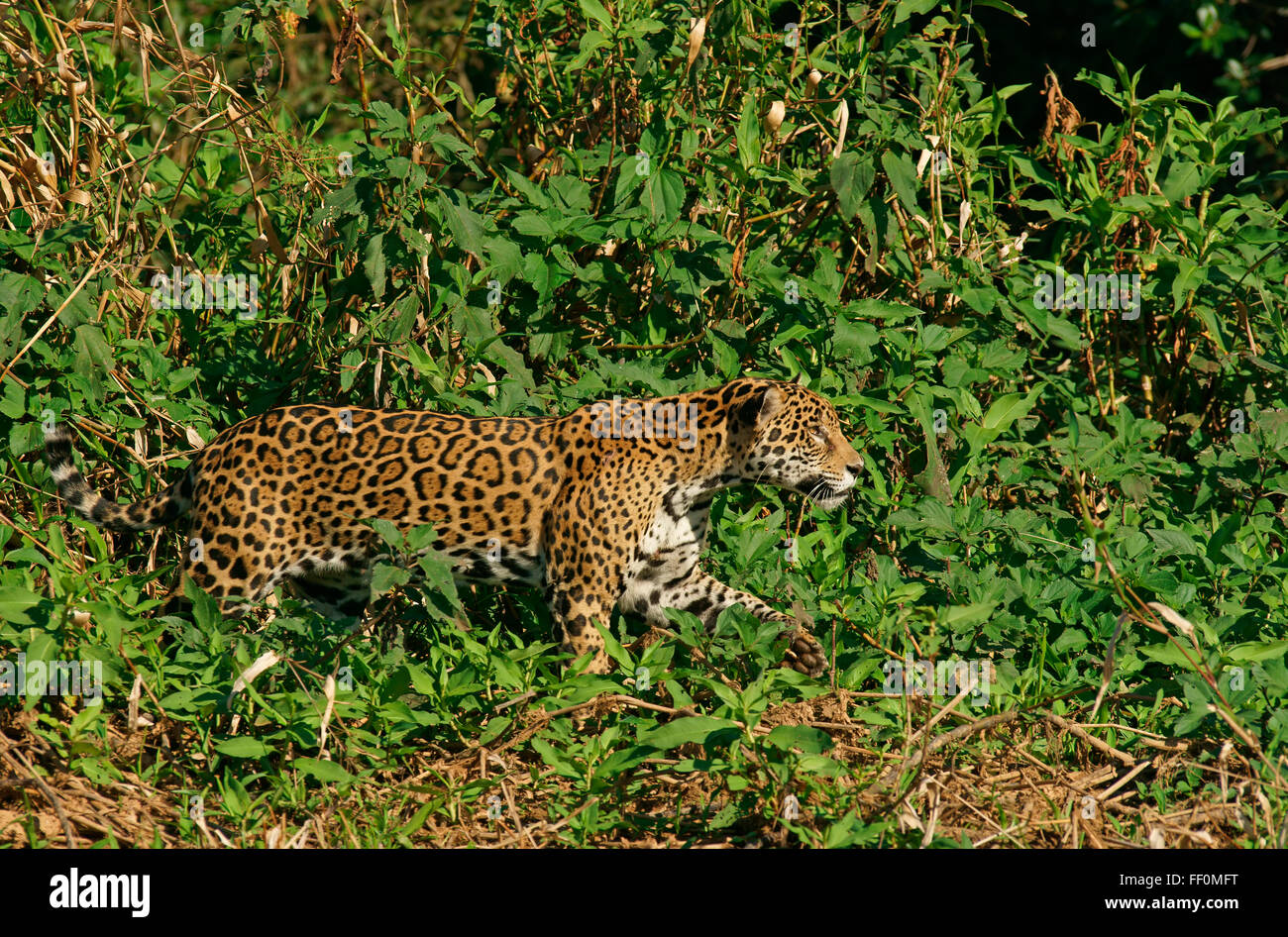 Jaguar (Panthera onca) roaming, riverbank, Pantanal, Mato Grosso, Brasile Foto Stock