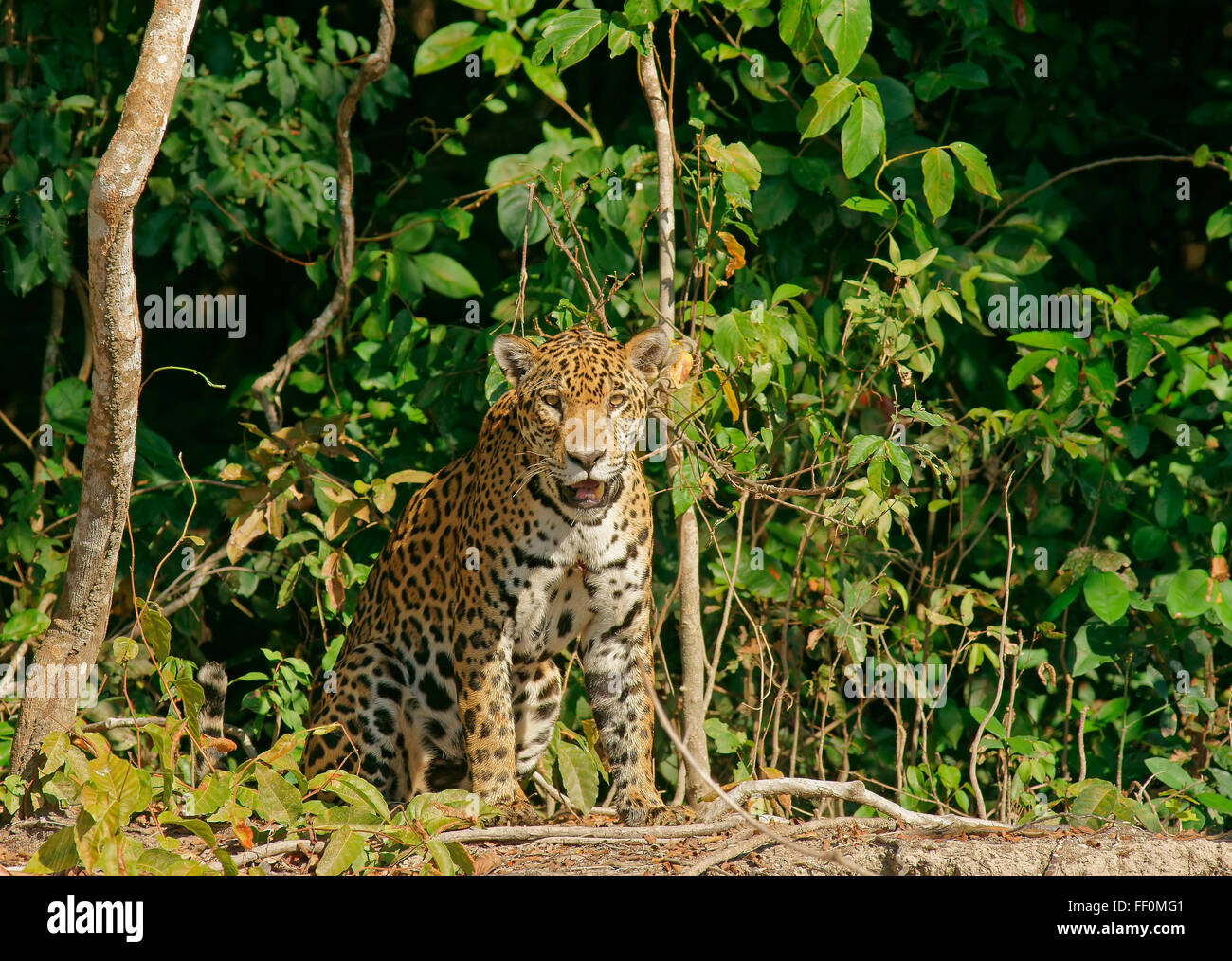 Jaguar (Panthera onca) seduto sul lungofiume, Pantanal, Mato Grosso, Brasile Foto Stock