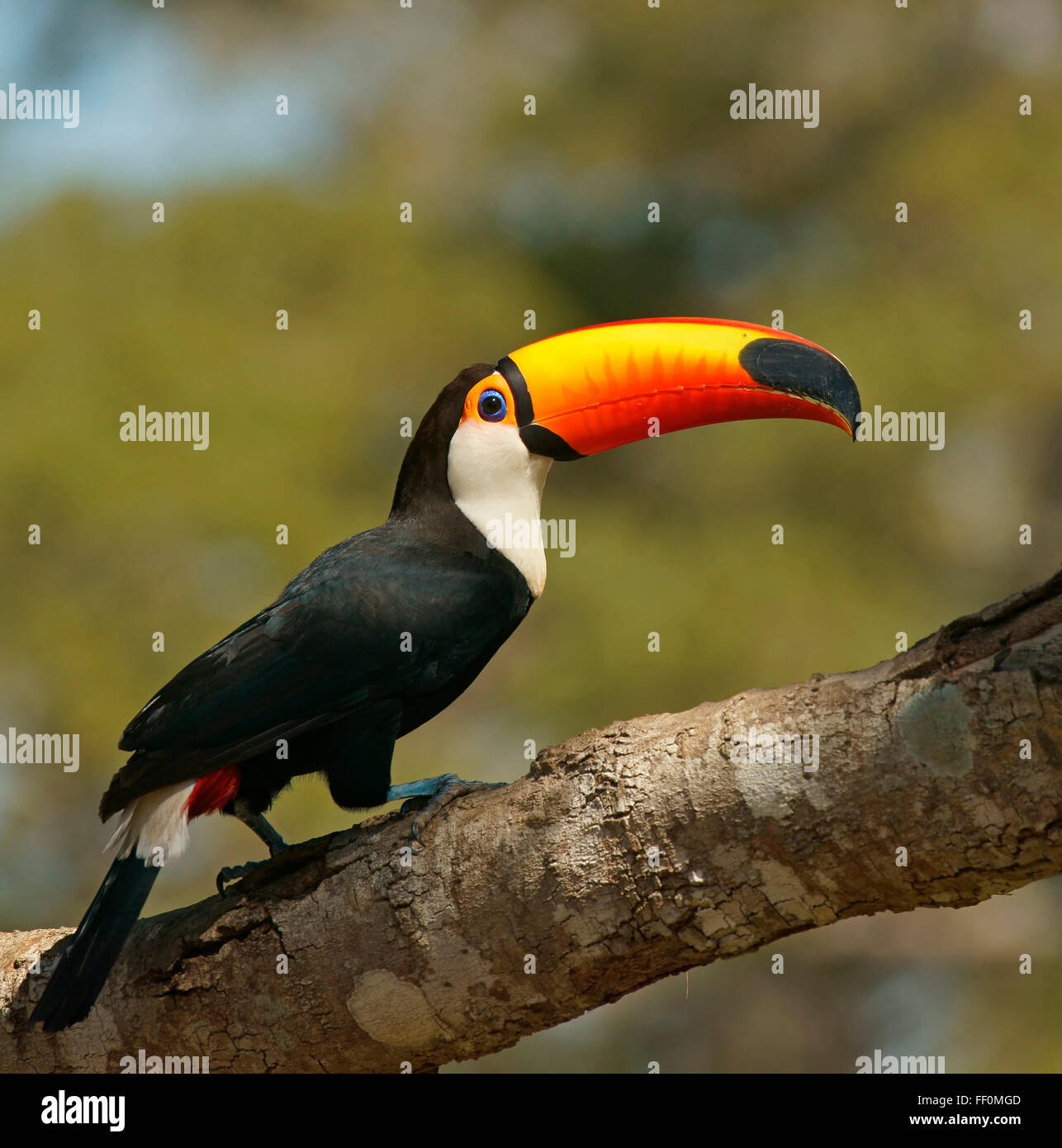 Toucan comune o toco toucan (Ramphastos toko) seduto sul ramo, Pantanal, Brasile Foto Stock