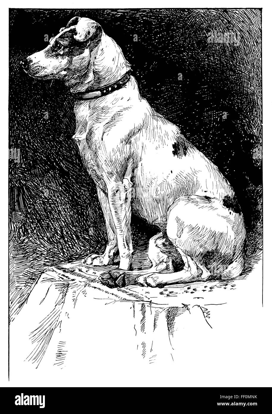 Fox Terrier, 1897 illustrazione della linea di Winifred Marie L Austen (1876-1964) Foto Stock