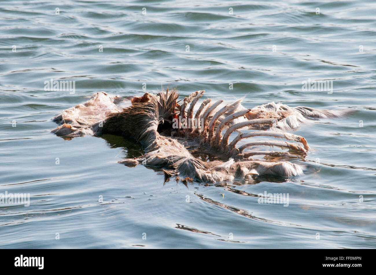 Il cervo morto giacente in un laghetto in inverno il disgelo. Foto Stock