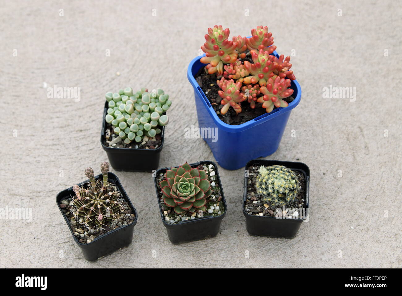 Varietà di piante succulente Foto Stock