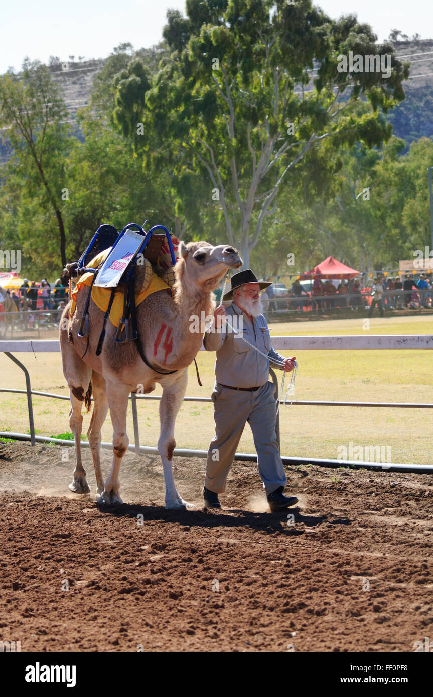 Camel essendo led intorno al Racecourse durante il 2015 Camel Cup, Alice Springs, Territorio del Nord, l'Australia Foto Stock