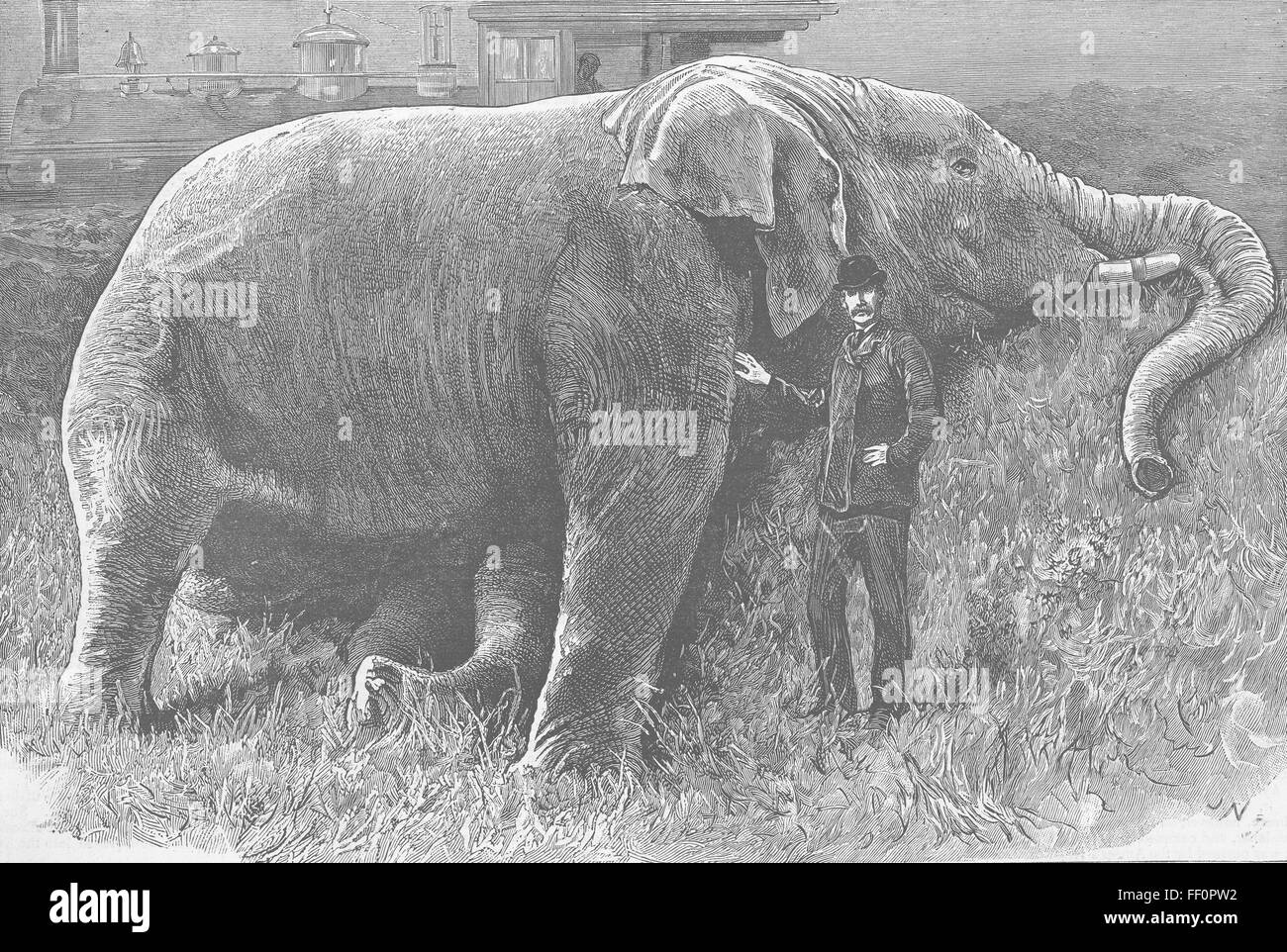 Gli elefanti morti Jumbo 1885. Il grafico Foto Stock