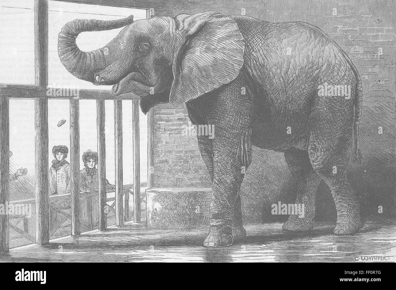 Gli elefanti Jumbo, dell' elefante africano, zoo 1882. Il grafico Foto Stock