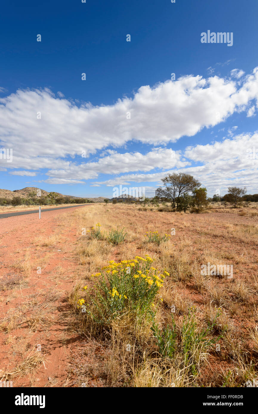 Bush nei pressi di Alice Springs, Territorio del Nord, l'Australia Foto Stock