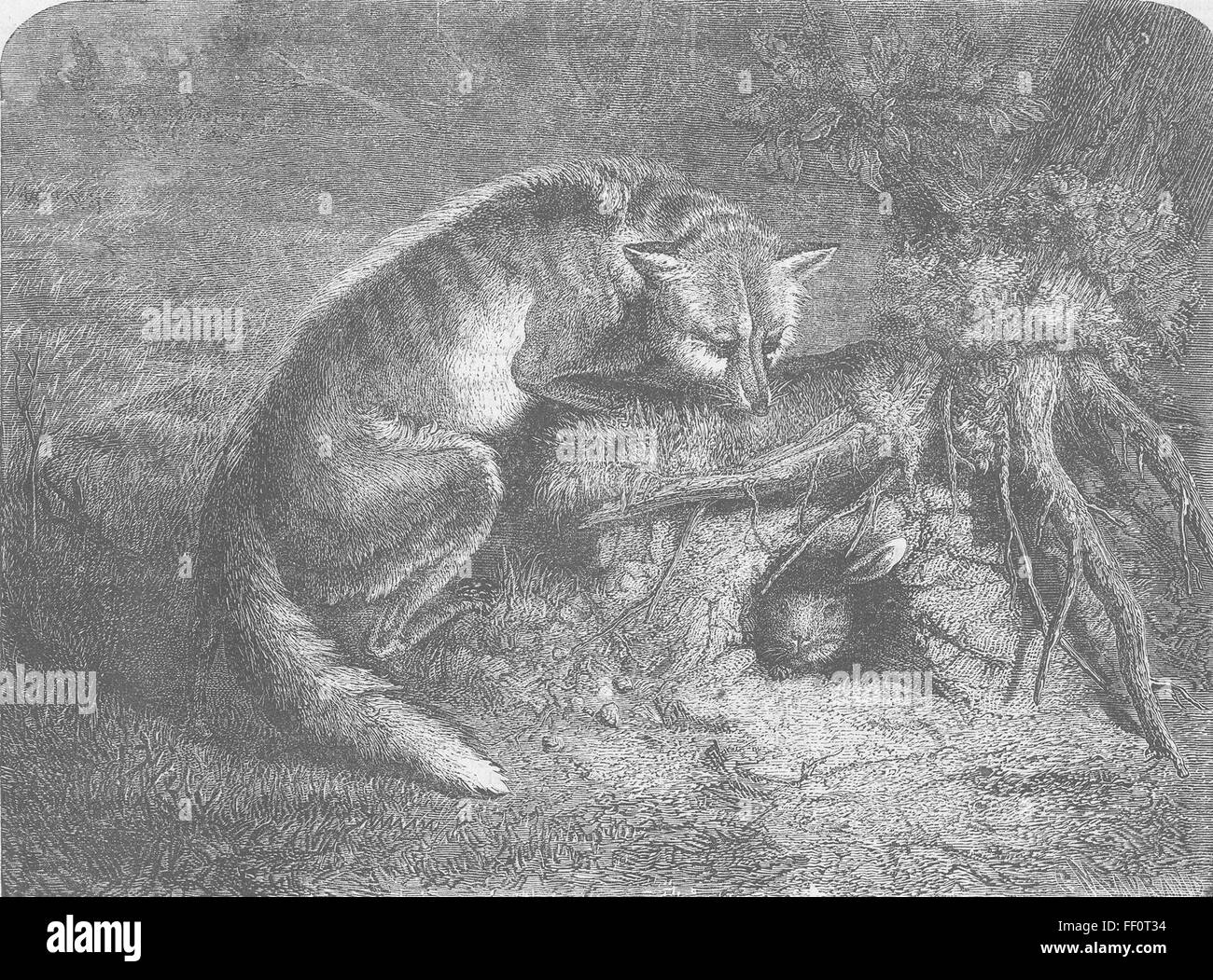 Volpi Punta delle orecchie e coda 1862. Illustrated London News Foto Stock