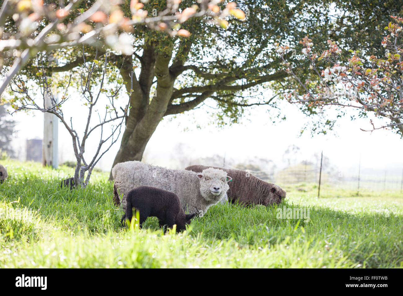 Tre pecore pascolano in un pascolo, uno sta guardando la telecamera. Foto Stock