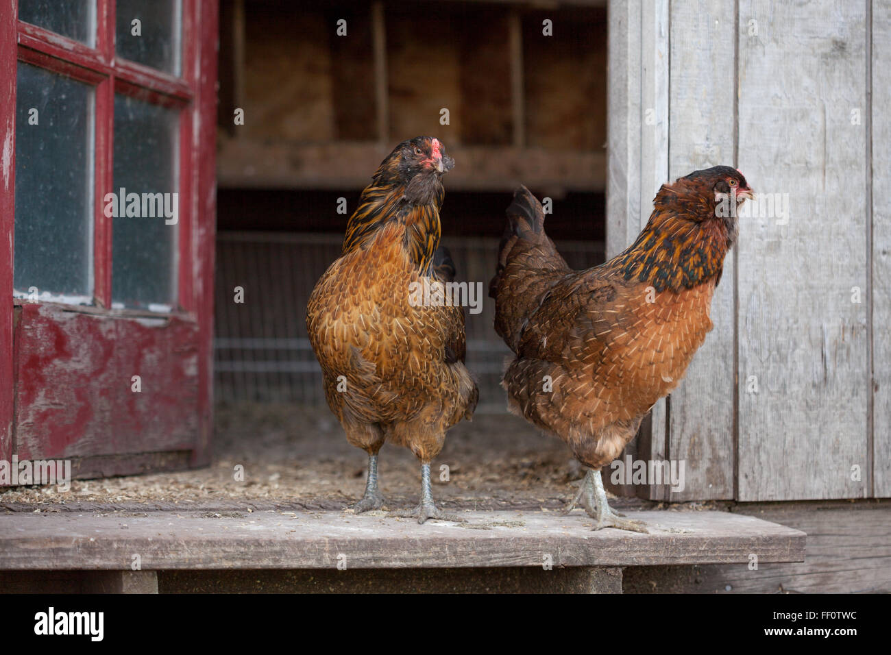 Un gruppo di galline a piedi attorno alla porta di un pollaio. Foto Stock