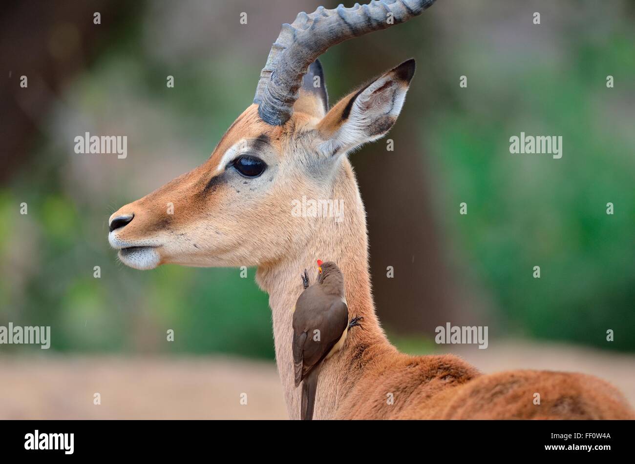 Rosso-fatturati Oxpecker (Buphagus erythrorhynchus), sul collo di un maschio di Impala (Aepyceros melampus), Kruger N. Park, Sud Africa Foto Stock