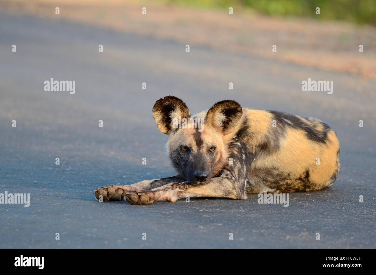 African wild dog (Lycaon pictus), giacente su una strada, avviso la mattina presto Kruger National Park, Sud Africa e Africa Foto Stock