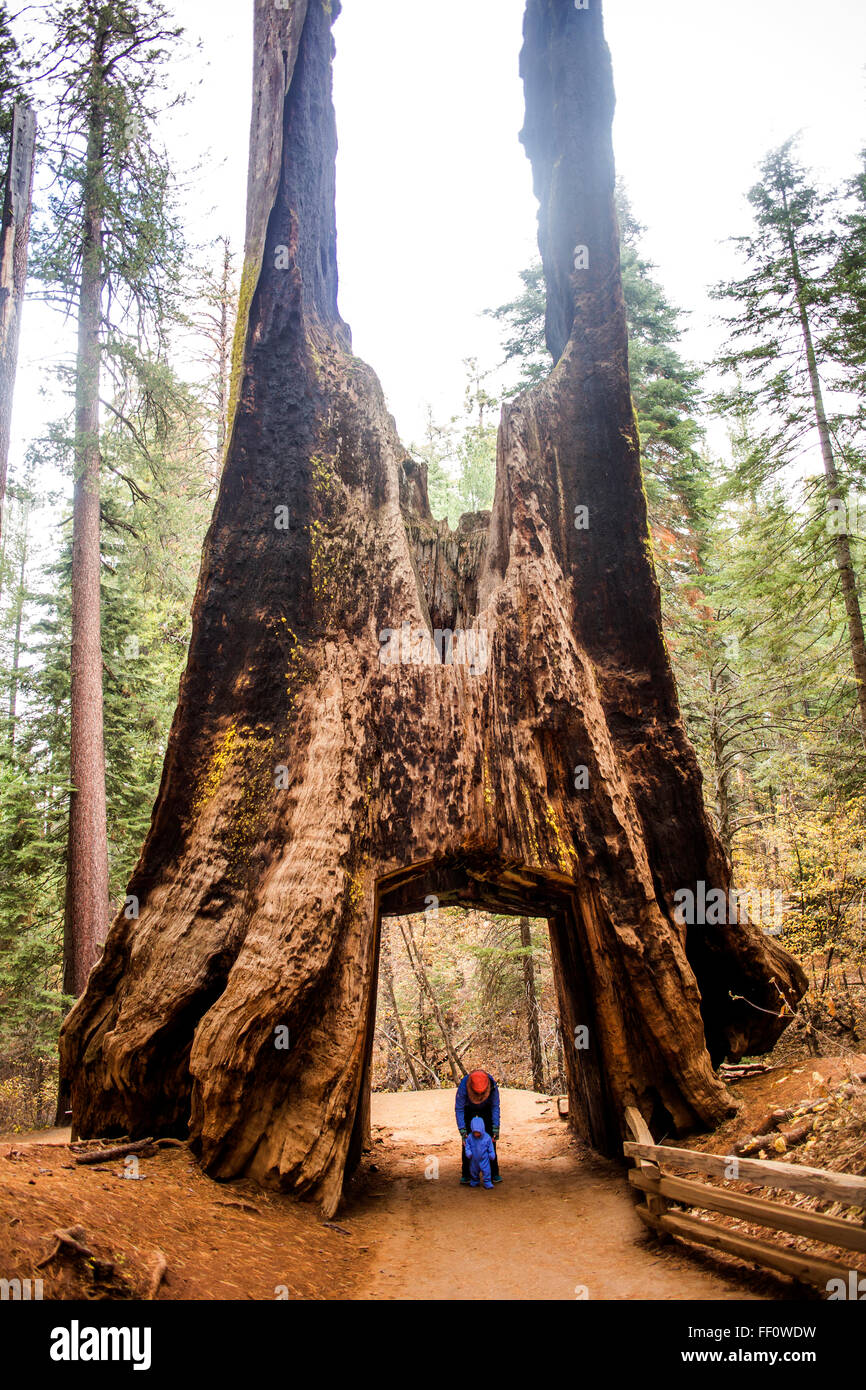 Caucasian madre e figlia sotto antico albero nel Parco Nazionale di Yosemite in California, Stati Uniti Foto Stock