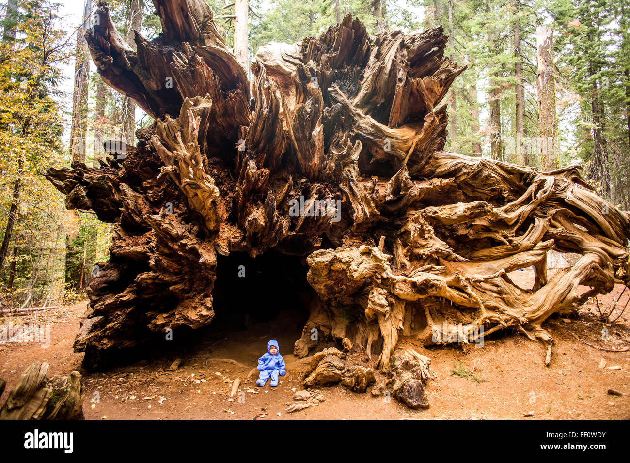 Ragazza caucasica seduto sotto antico albero Foto Stock