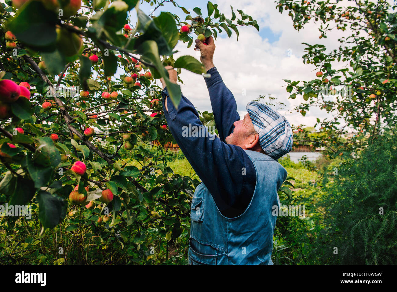 L'agricoltore caucasica la raccolta di frutti da albero Foto Stock